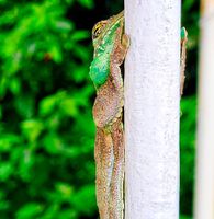 Alojamiento - Pousada Costa Verde