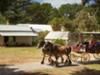 Actividad - Discover the Charm of Churchill Island - Ticket