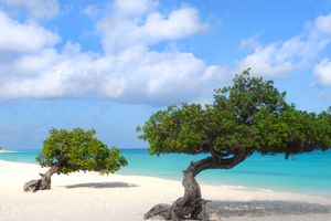 Paquete - Paquetes a Aruba