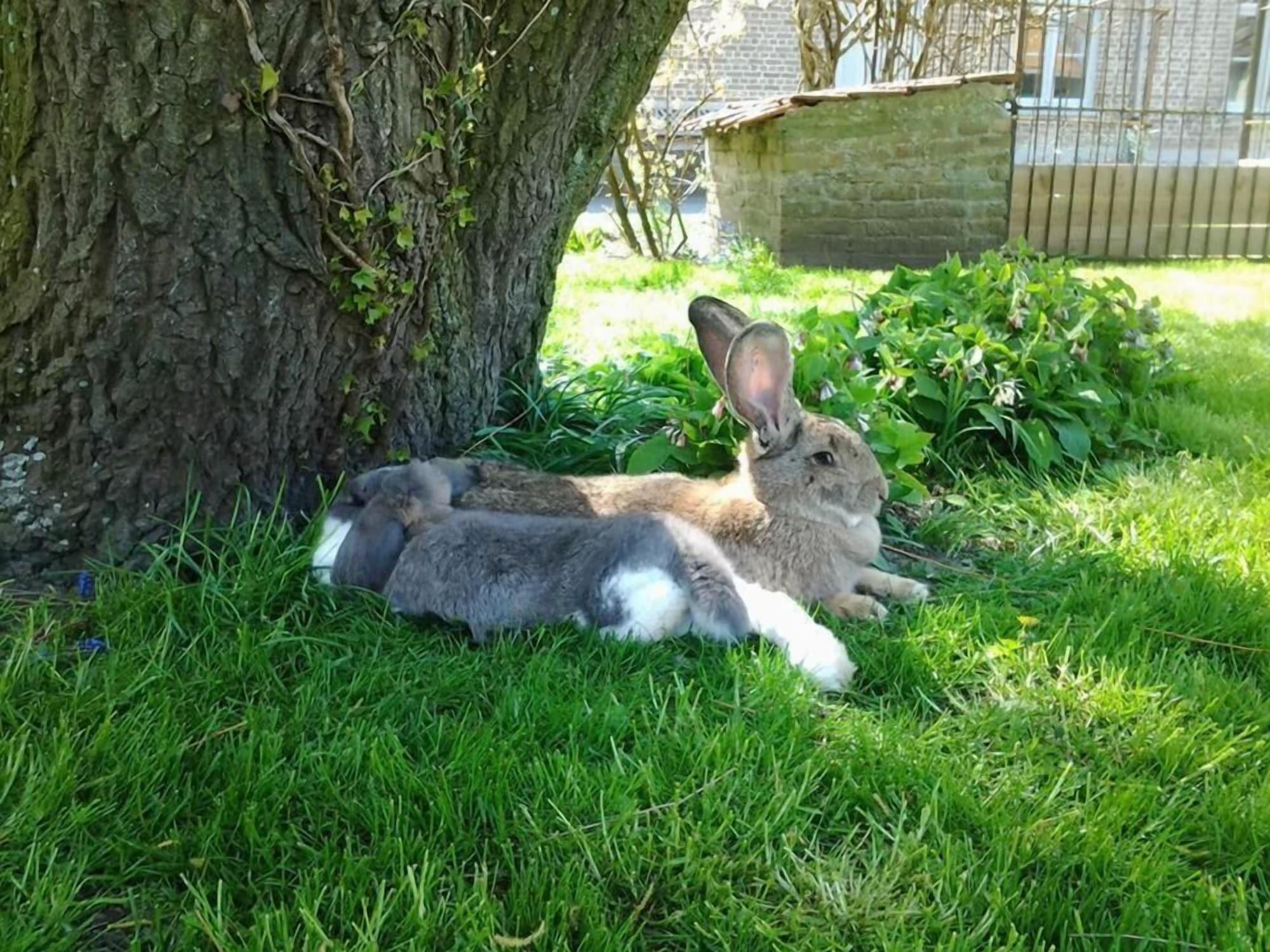 Comodidades del Alojamiento B&B Het Schaliënhof
