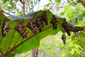 Actividad - PIK - Tour San Ramón y La Merced