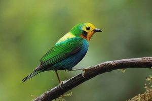 Alojamiento - San Felipe Lodge Birding & Wellness