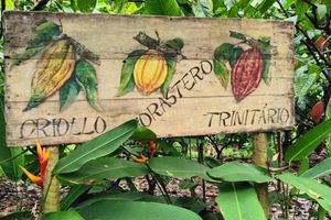 Actividad - Tour a la Finca de Cacao desde Ilhéus
