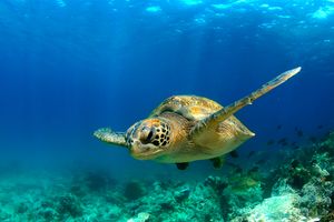 Vuelo - Vuelos a Islas Galápagos
