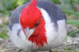 Actividad - Avistamiento de aves en la estancia San Rafael