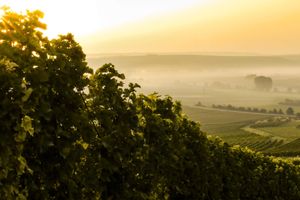 Passeio - Tour do vinho por Caxias do Sul e Flores da Cunha