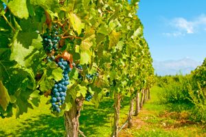 Paquete - Paquetes a Mendoza