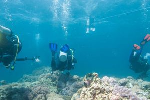 Actividad - Buceo en Pattaya