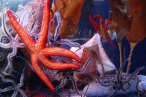 Actividad - SEA LIFE Speyer - Entrada