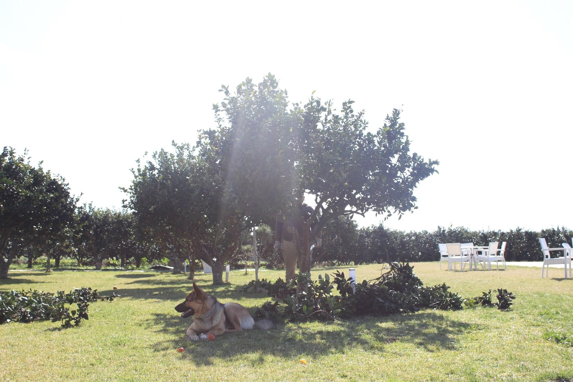 Vista Exterior Tenuta Gli Agrumi del Salento