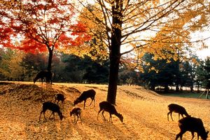 Actividad - Tour por la tarde de Nara: templo Todai-ji, parque de Nara y santuario Kasuga Taisha