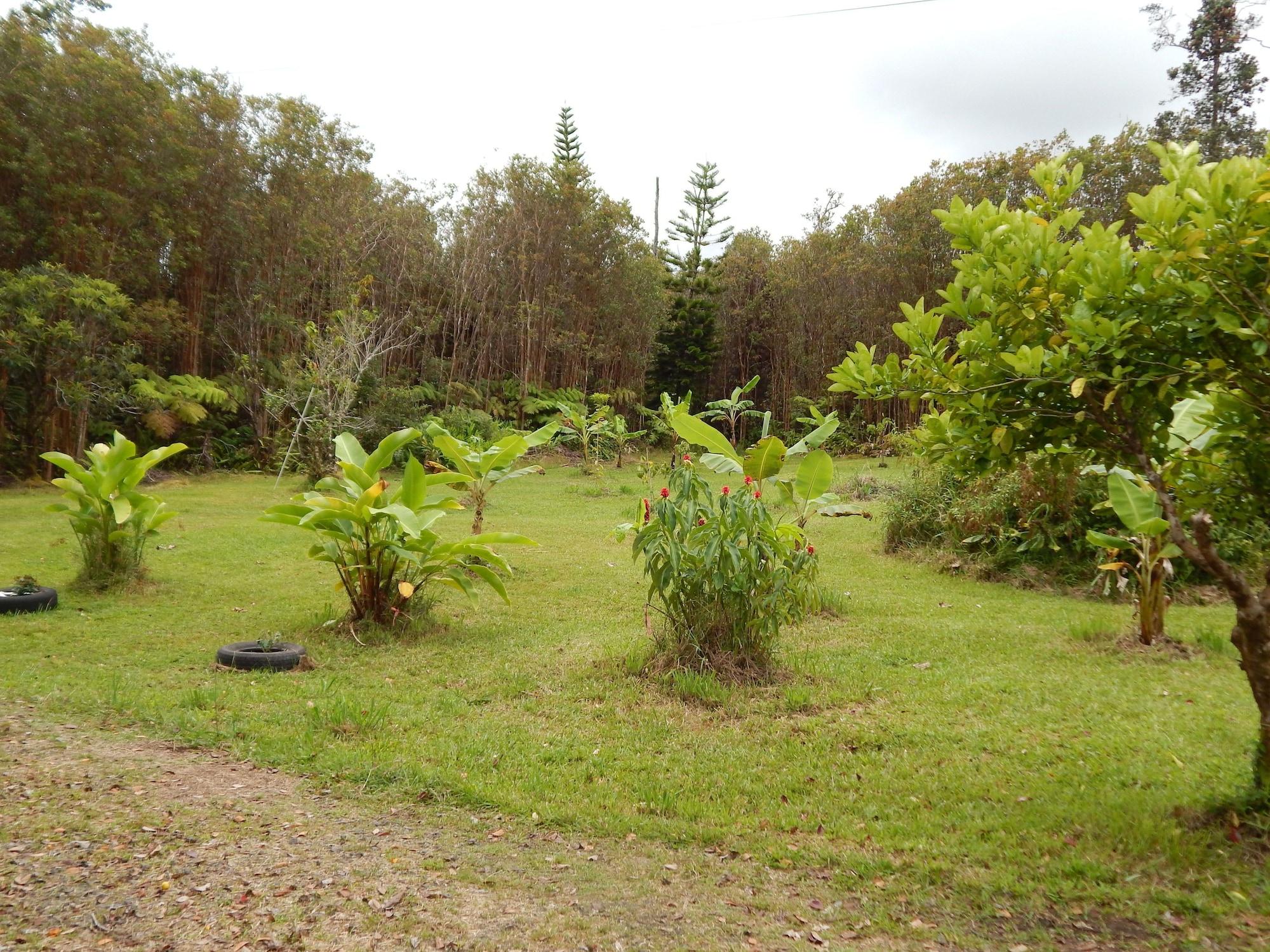 Vista Exterior Fern Forest Getaway