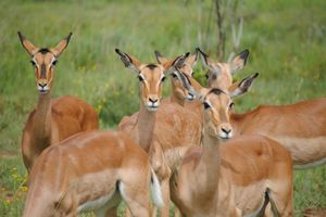 Actividad - Shirvan National Park: Gazelle Safari and Birdwatching - Full-Day Tour with Optional Village Lunch