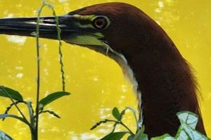Alojamiento - Pousada Bom Jardim