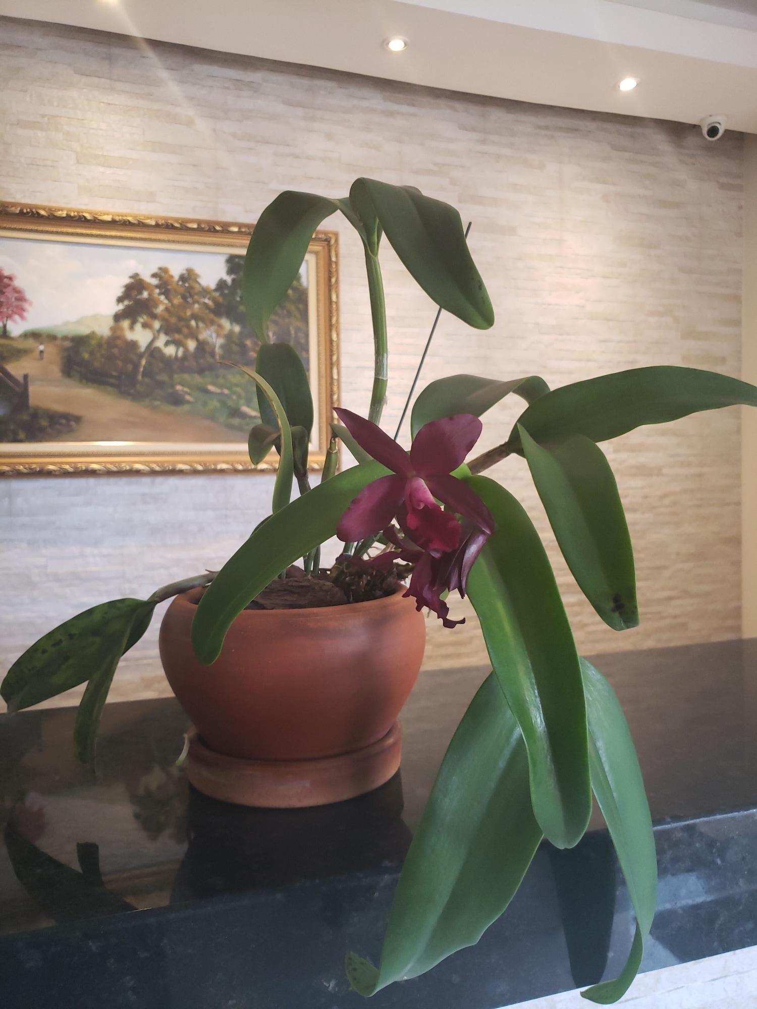 Vista Lobby Proença Hotel