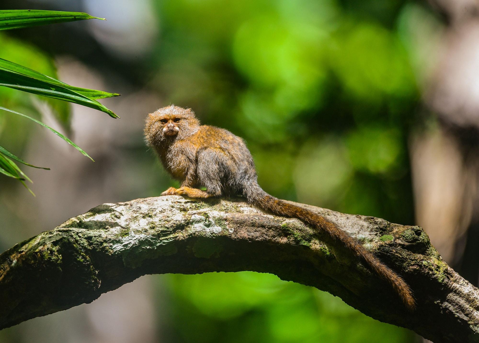 Instalaciones Recreativas Muyuna Lodge