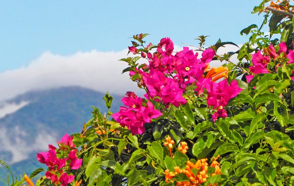 Jungla Urbana BnB - Adults Only