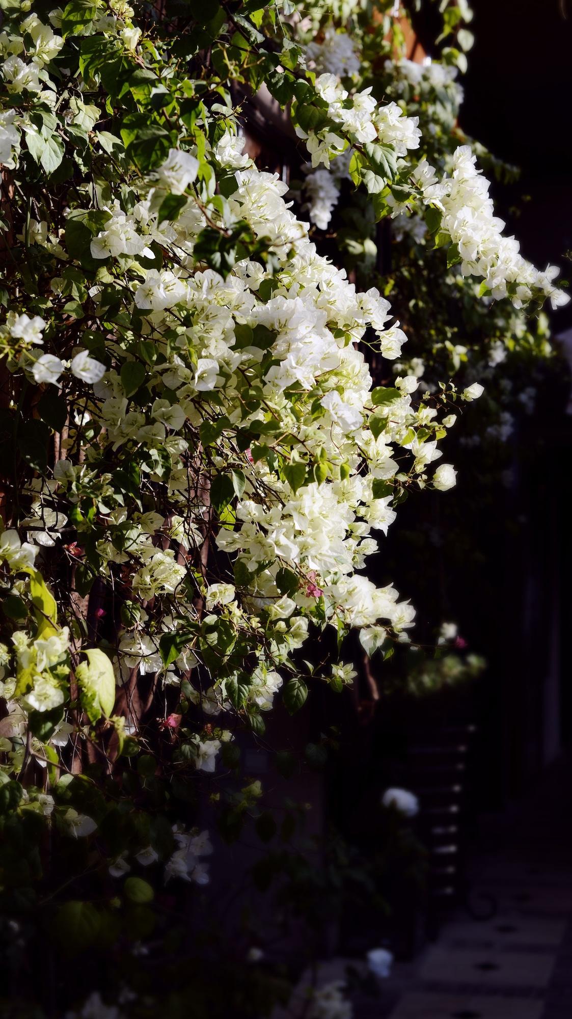 Vista Lobby Riad Wow