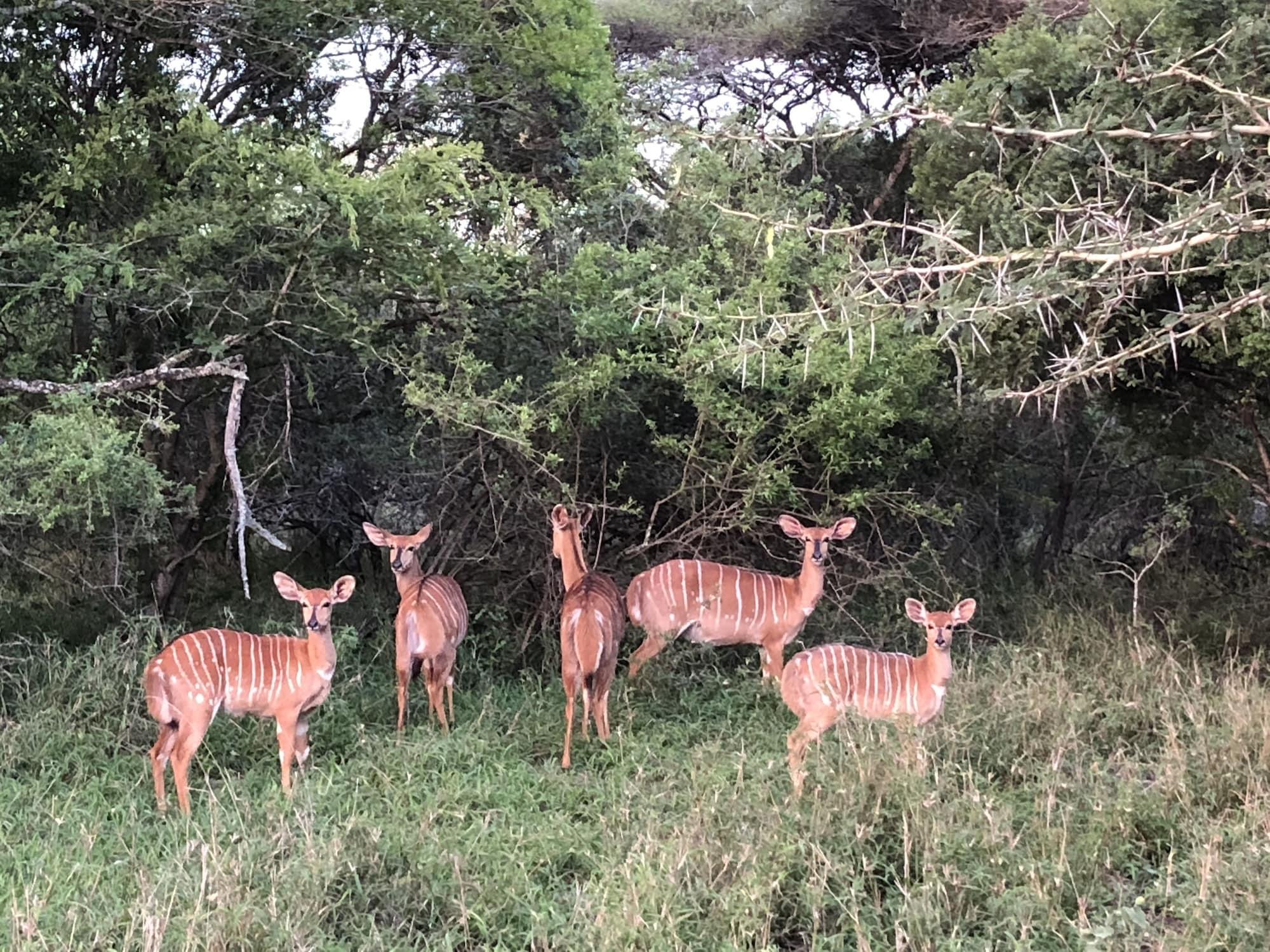 Instalaciones Recreativas Msunduze River Lodge