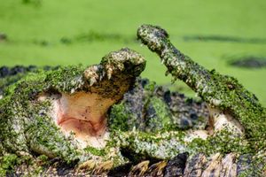 Actividad - Malcolm Douglas Crocodile Park - Feeding Tour