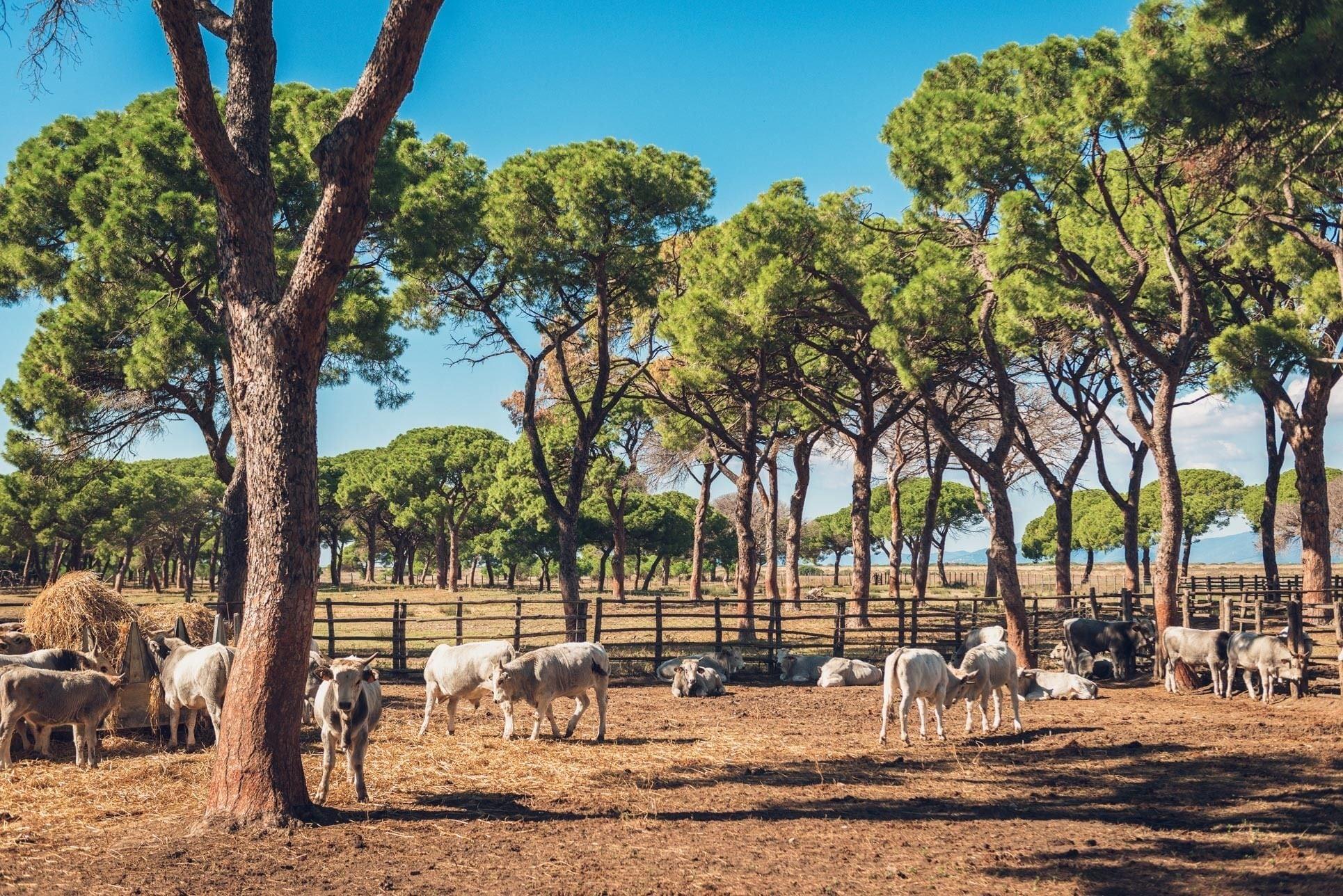 Instalaciones Recreativas Poggiolivi Agriturismo Bio in Maremma