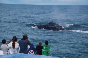 Actividad - Tour / Safari Avistamiento de Ballenas