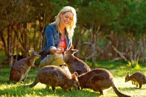 Actividad - Excursión a la fauna de Phillip Island