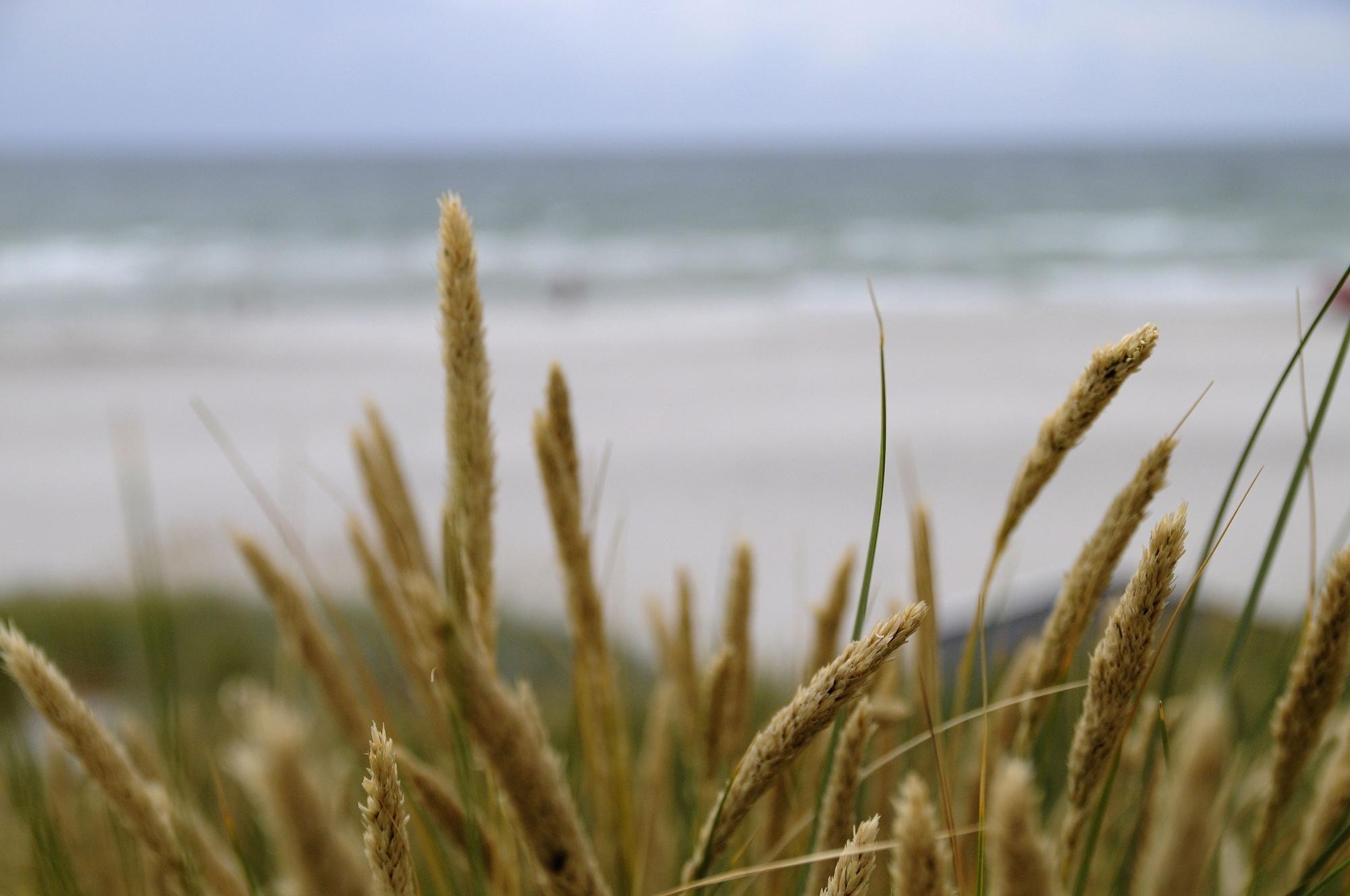 Playa Skanörs Gästgifvaregård