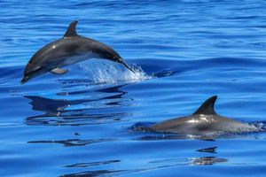 Actividad - Cayo Zapatilla Bocas