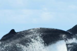 Actividad - Avistamiento de ballenas en Bahía Málaga