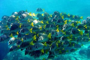 Actividad - Buceo en Acapulco