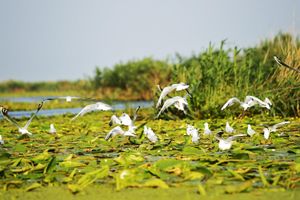 Actividad - Explorar el Delta del Danubio en una excursión de un día desde Bucarest
