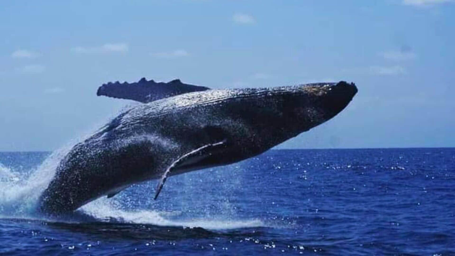 Instalaciones Recreativas Farol da Barra