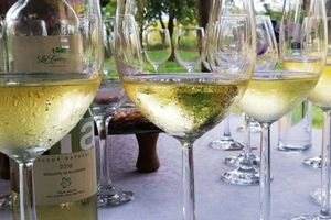 Actividad - Tour por las bodegas del valle de la Concepción
