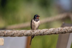 Alojamiento - Green Village Resort