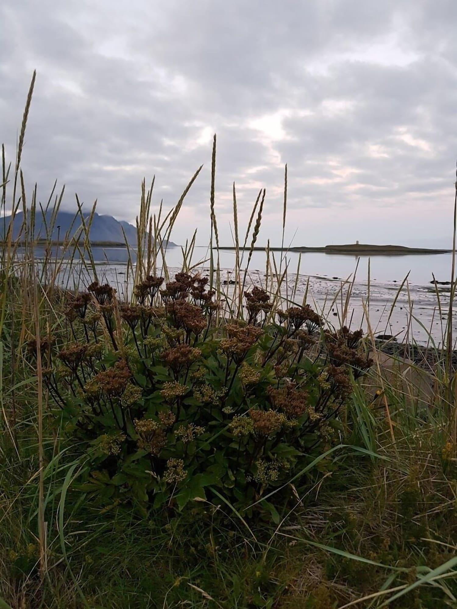 Playa Old Airline Guesthouse