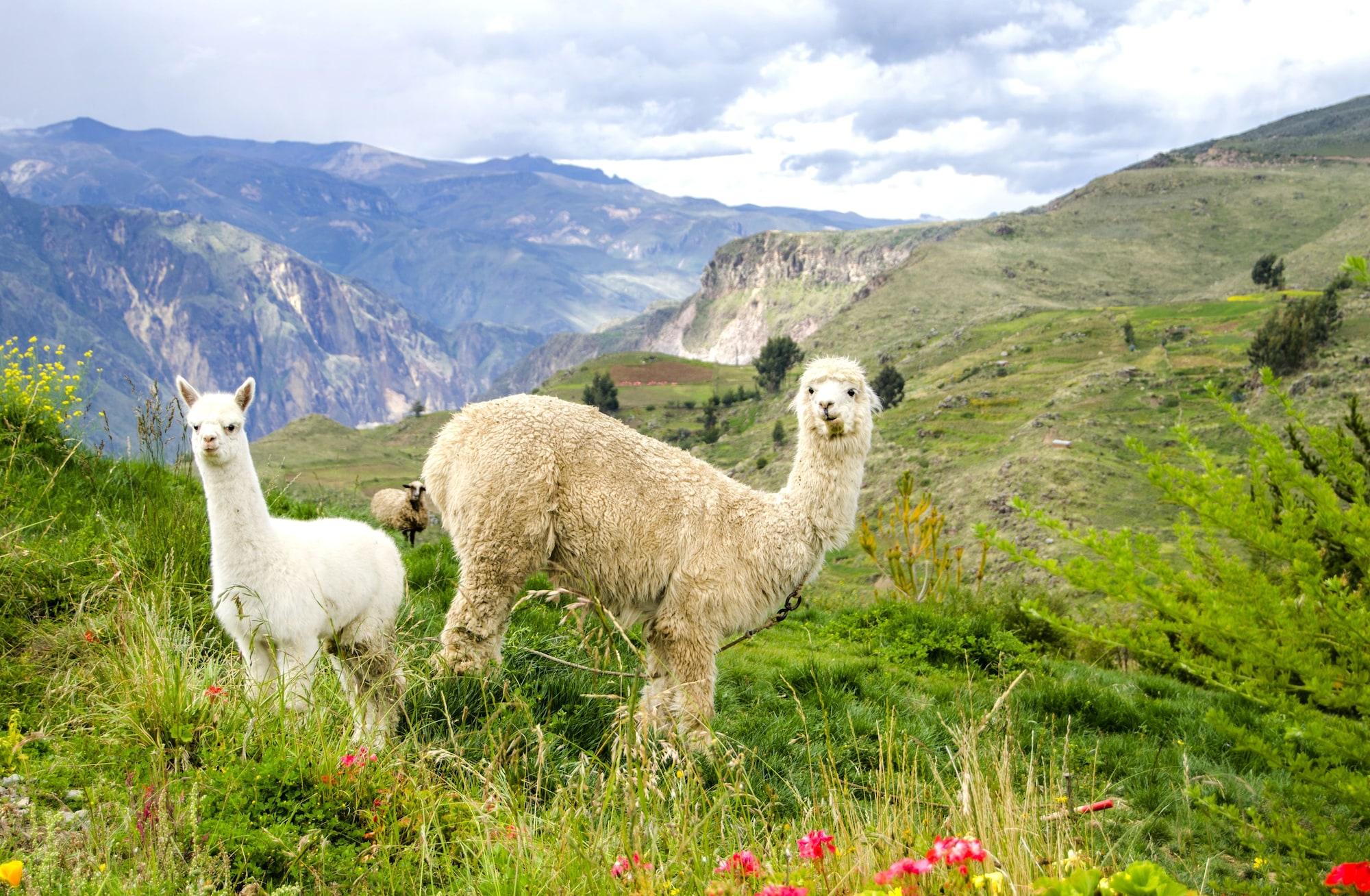 Vista Exterior La Granja del Colca