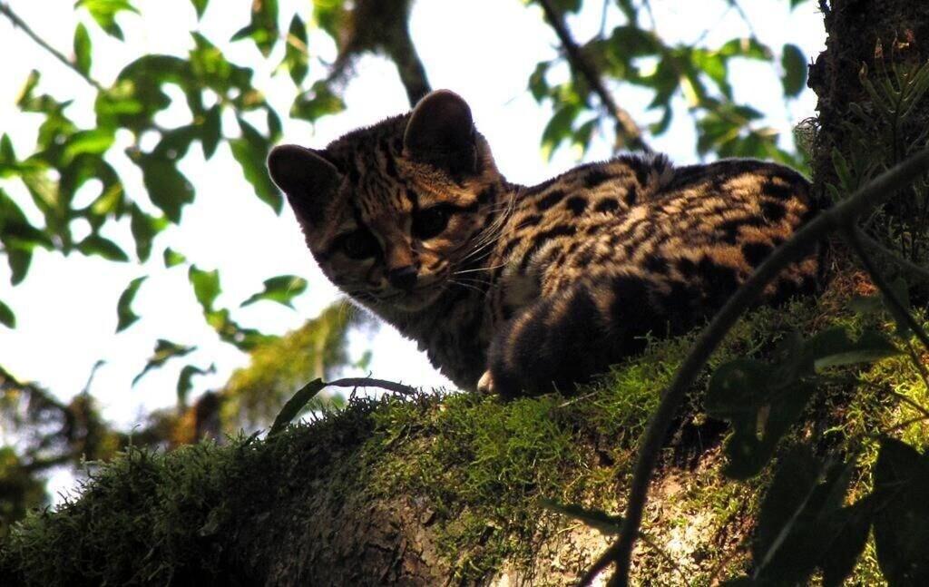 Instalaciones Recreativas Margay - Reserva Natural y Lodge