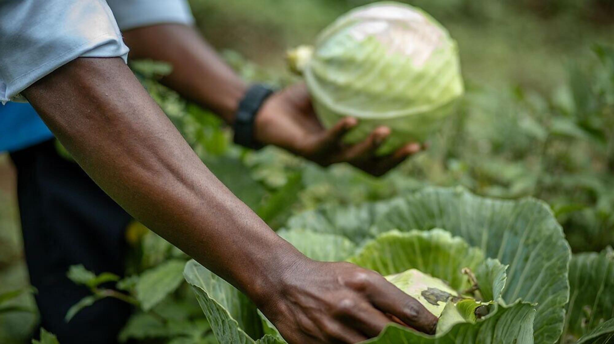 Restaurant Gorilla Hills Eco Lodge
