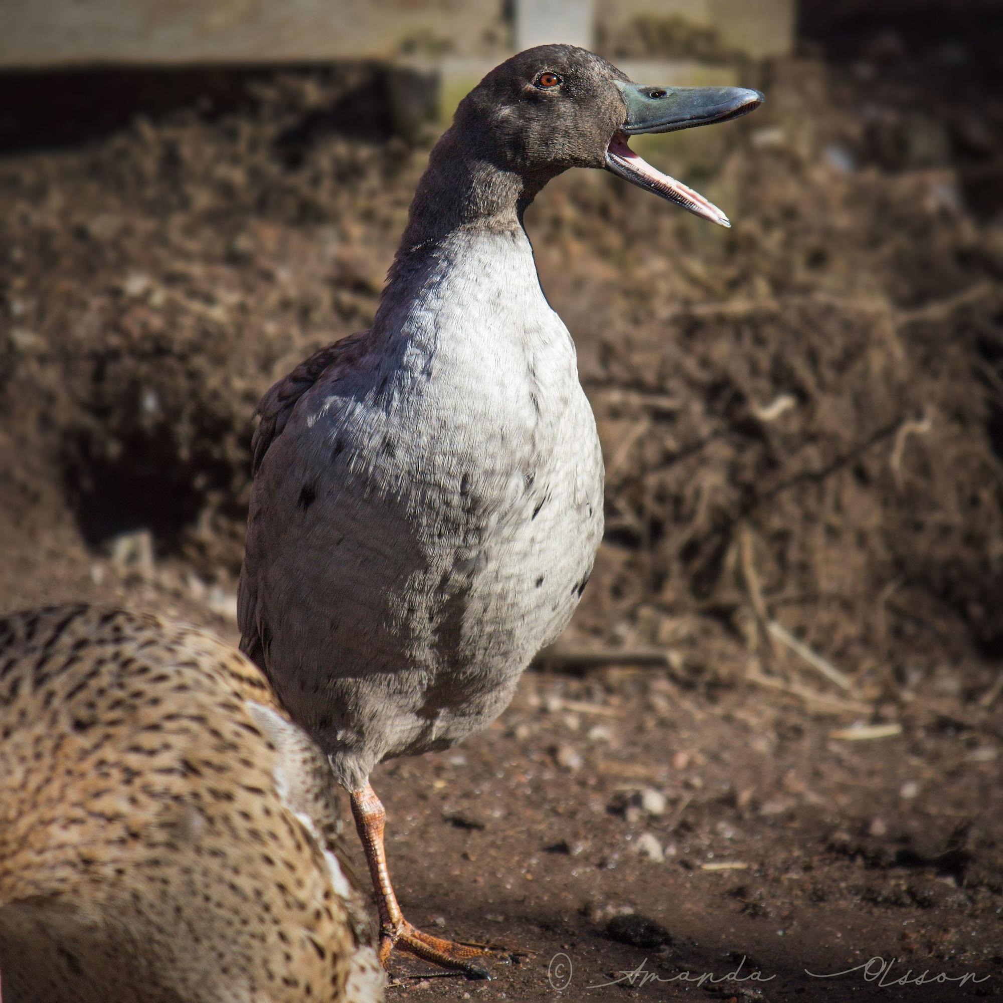 Vista Exterior Farmlodge