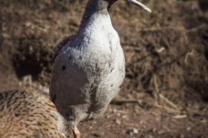 Alojamiento - Farmlodge