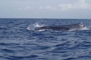 Actividad - Aventura de un día completo en la isla Wasini y el parque marino Kisite