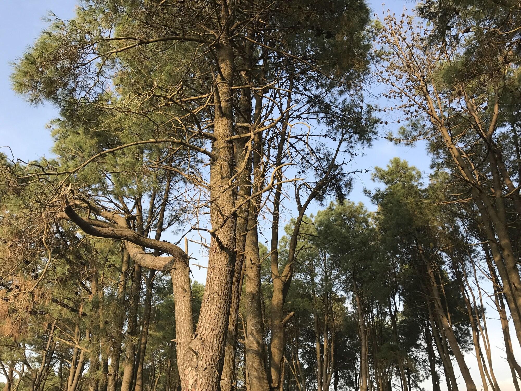 Comodidades del Alojamiento Simple Pleasures Shekvetili Hotel