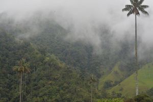 Actividad - Explora el encantador Valle del Cocora, Salento y Filandia - Tour de un día entero