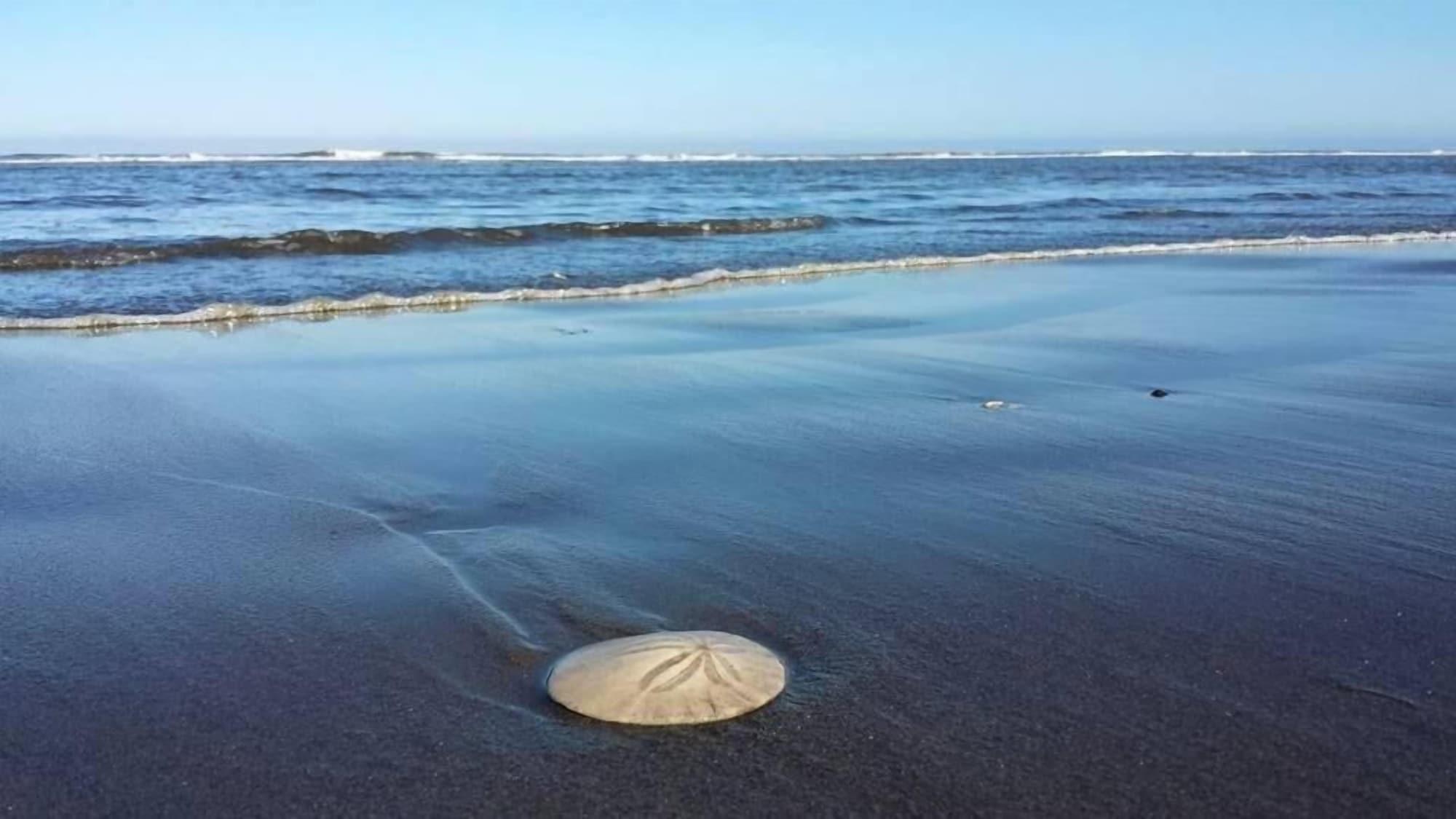 Playa The Lowtide Motel