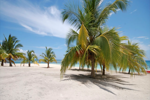 Actividad - Descubre la Isla Saona - Excursión de día completo