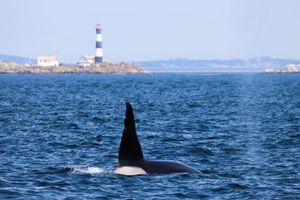 Actividad - Vancouver Whale Watching - Salish Sea Catamaran - Half-Day Tour