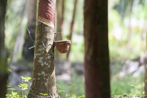 Actividad - Museo del Caucho de Manaus