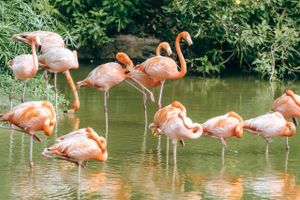 Actividad - Entrada a Flamingo Gardens