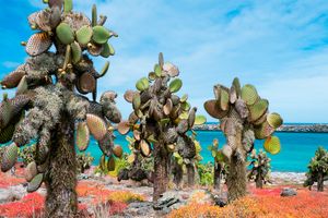 Vuelo - Vuelos a Islas Galápagos
